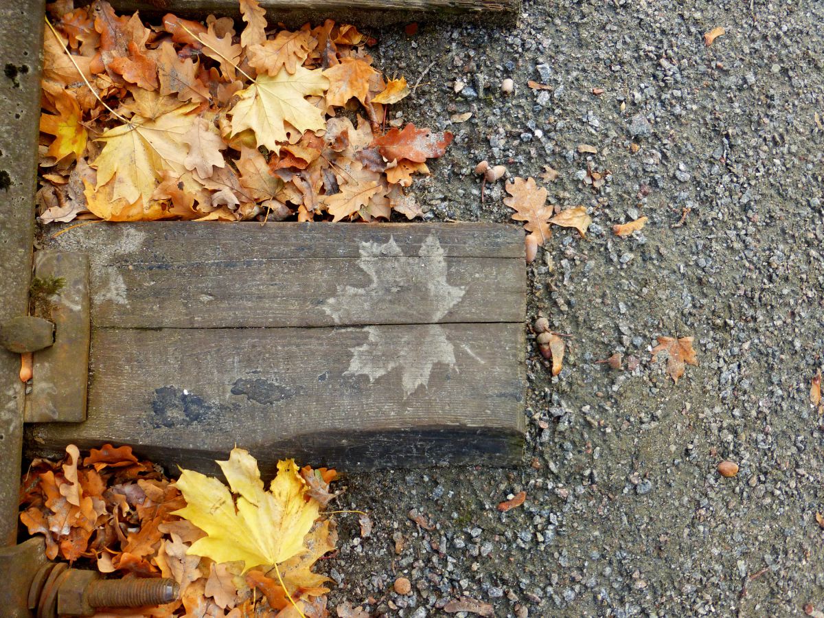 Отпечаток кленового листа на деревянной шпале.